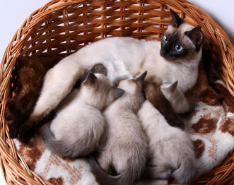 kitten nursing toy